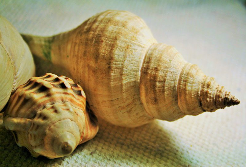 conch-curry-3