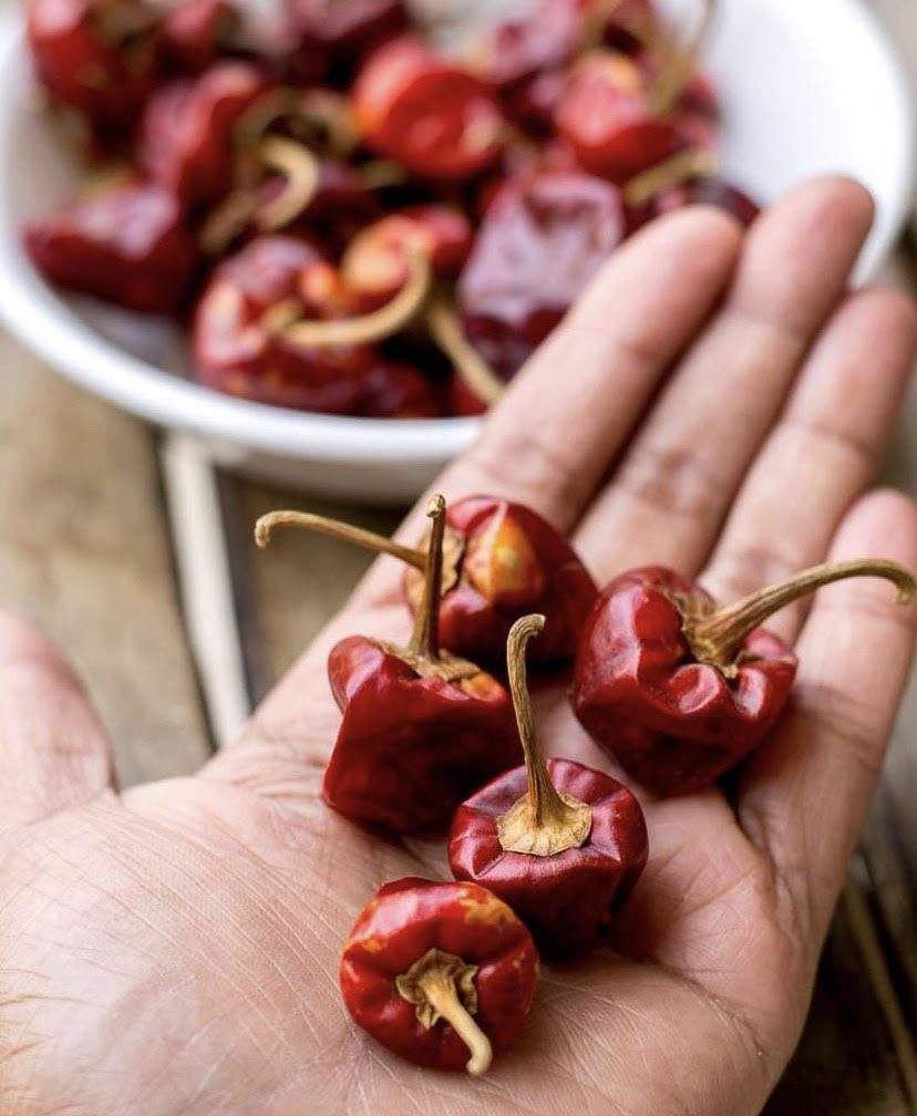 gundu chillies