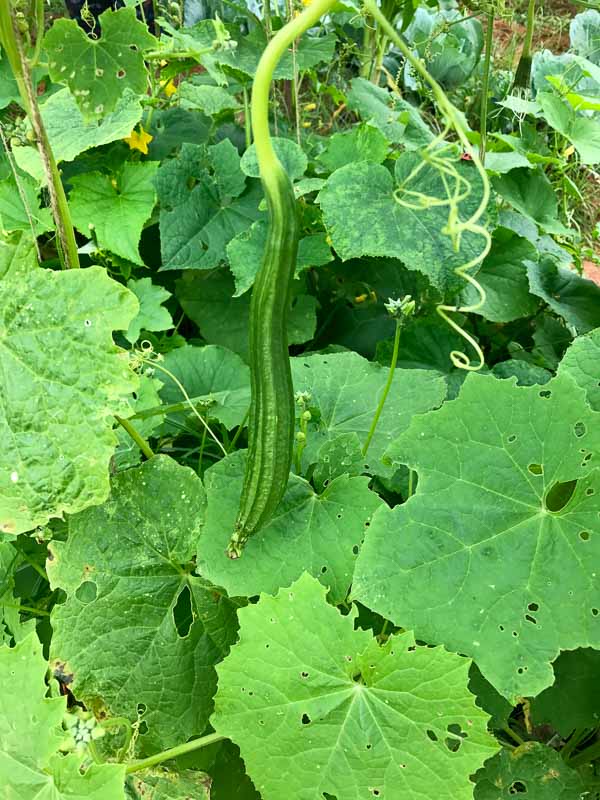 ridge-gourd-thogayal-1-3